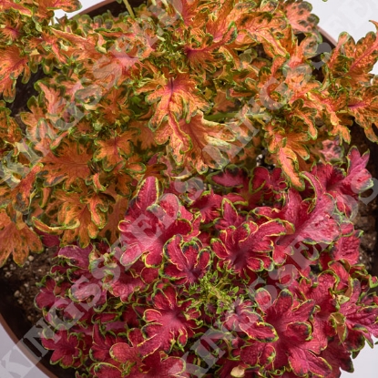 Picture of Coleus - Colocha Mixed